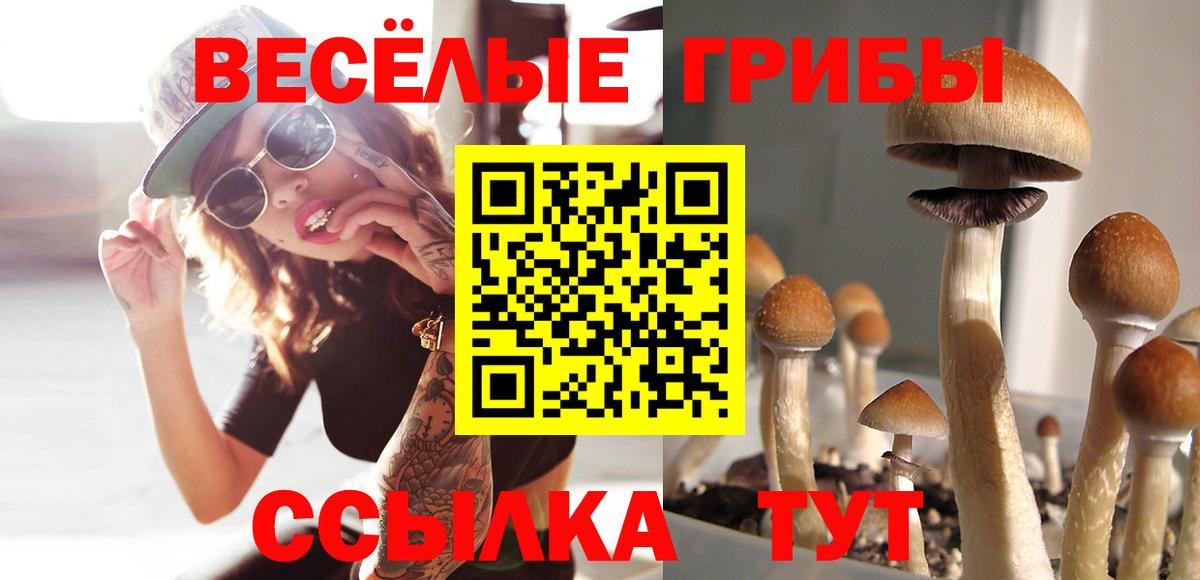Зеленогорск  Псилоцибиновые грибы GOLDEN TEACHER  Вход с VPN  сколько стоит  Галлюциногенные грибы Magic Shrooms 